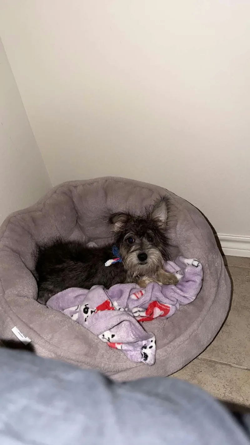 A baby small-sized female Gray / Blue / Silver Schnauzer dog named Lola for adoption in Garland, TX