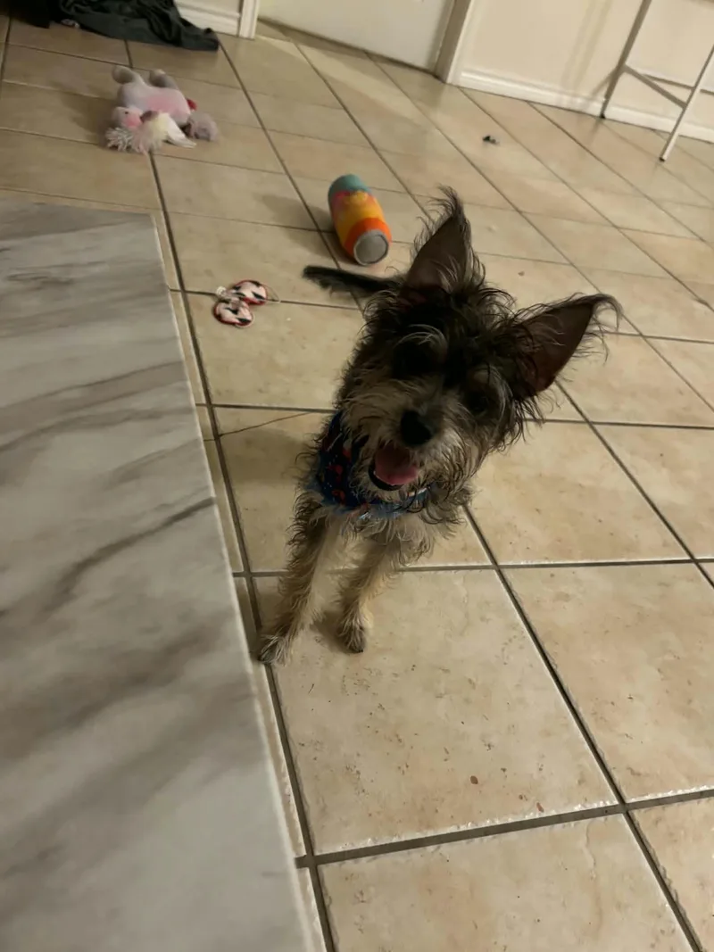 Lola thumbnail 4