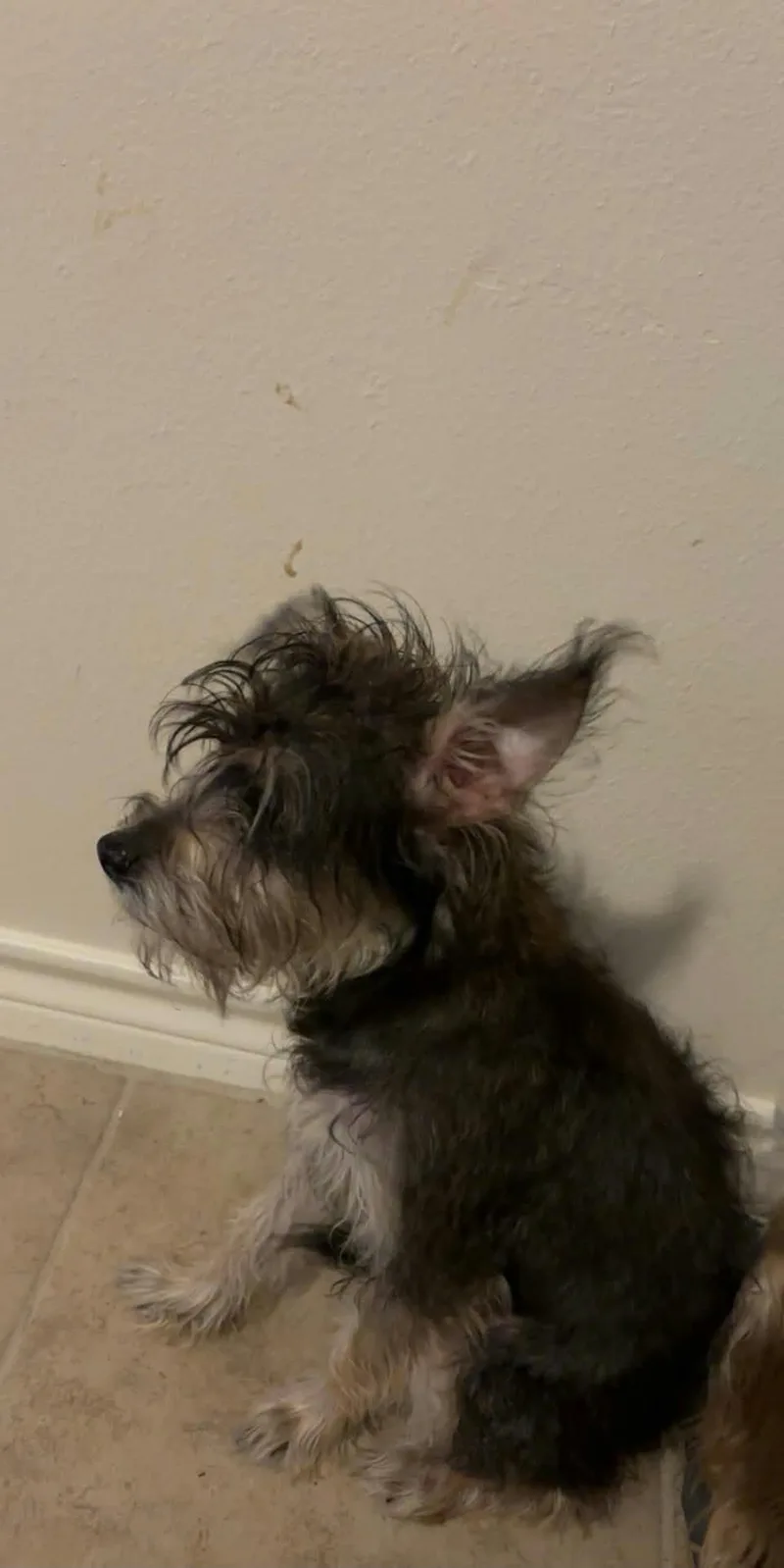 Lola thumbnail 5