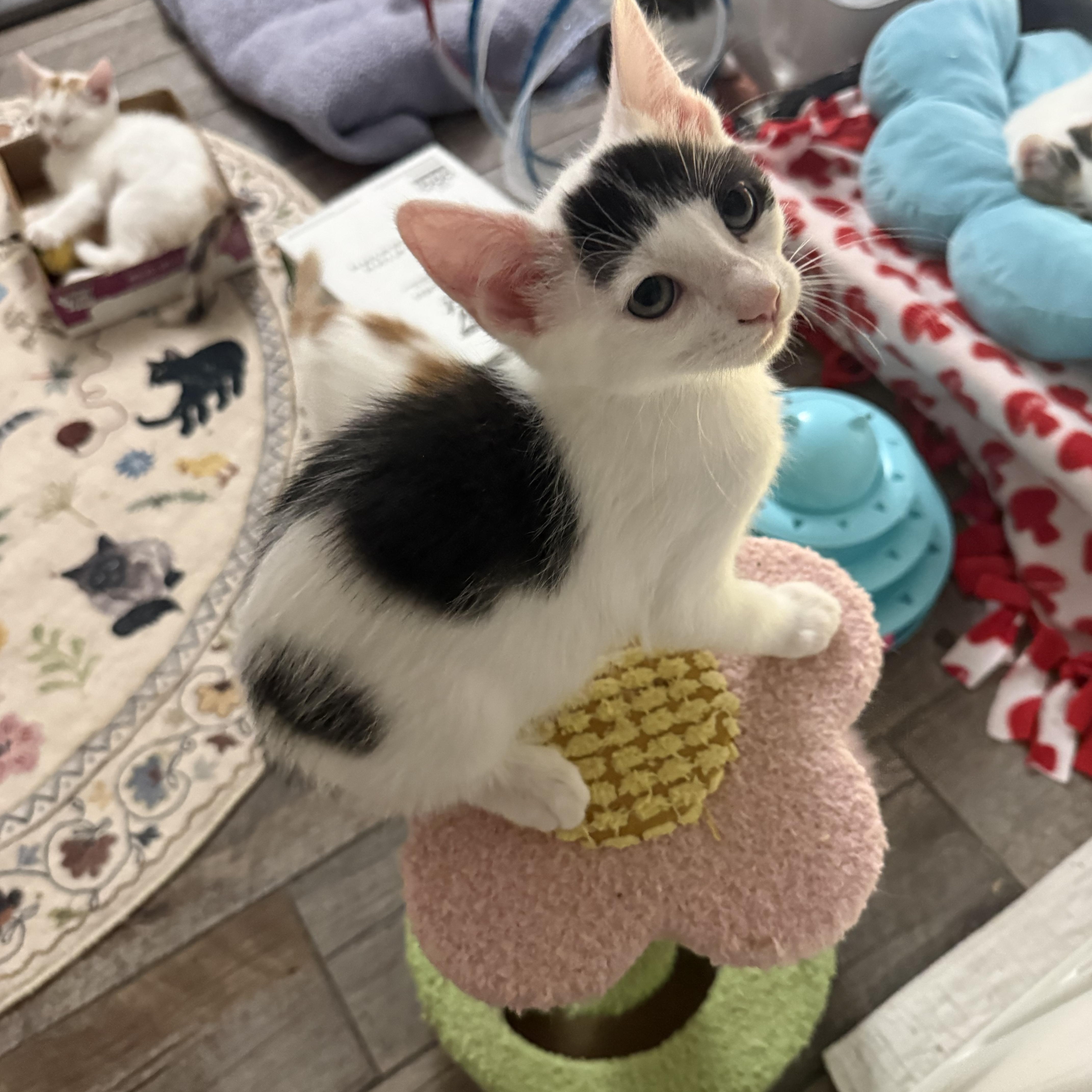 A baby medium-sized male Domestic Short Hair cat named Seven for adoption in Blaine, MN