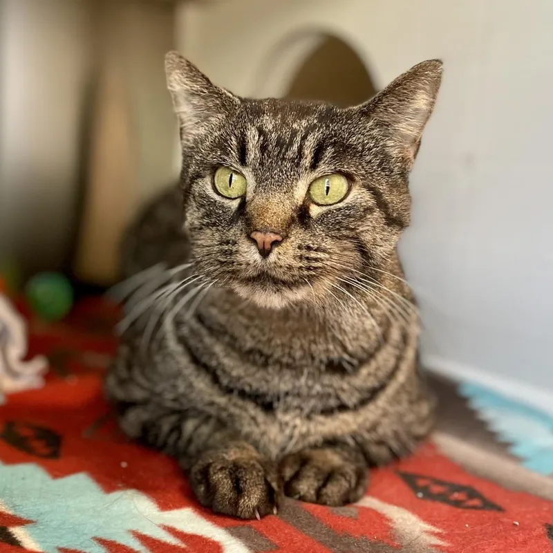 A senior extra large-sized male Black Domestic Short Hair cat named Garfield for adoption in Nashville, IN