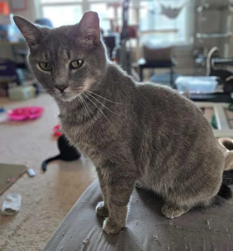 An adult medium-sized female Domestic Short Hair cat named Lady Grey for adoption in Evans, GA