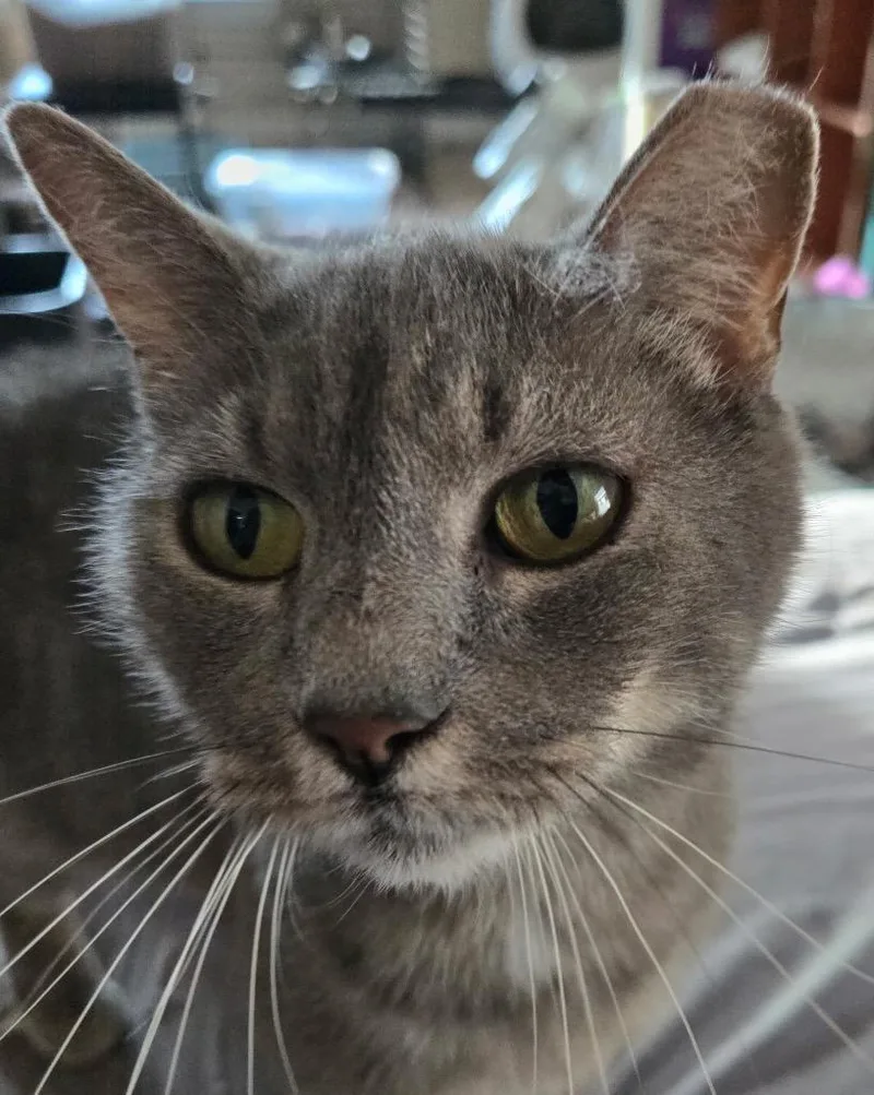 Lady Grey thumbnail 2