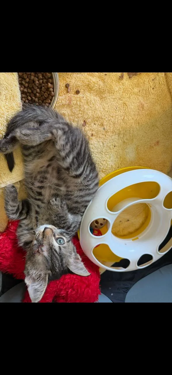 A baby small-sized male Domestic Short Hair cat named Nugget and Birdie for adoption in Ellicott City, MD