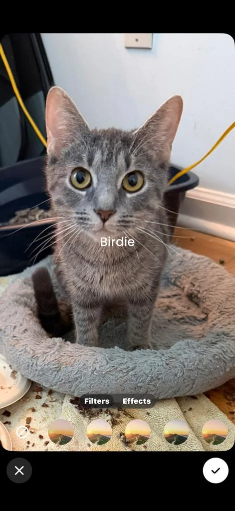 Nugget and Birdie thumbnail 2