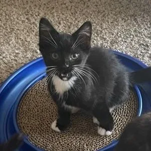 A baby small-sized male Black & White / Tuxedo Domestic Short Hair cat named General for adoption in Bridgeville, PA