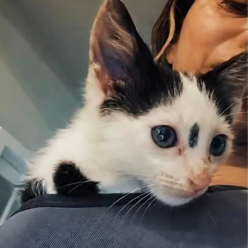 A baby small-sized male White Domestic Short Hair cat named Mancha for adoption in Houston, TX