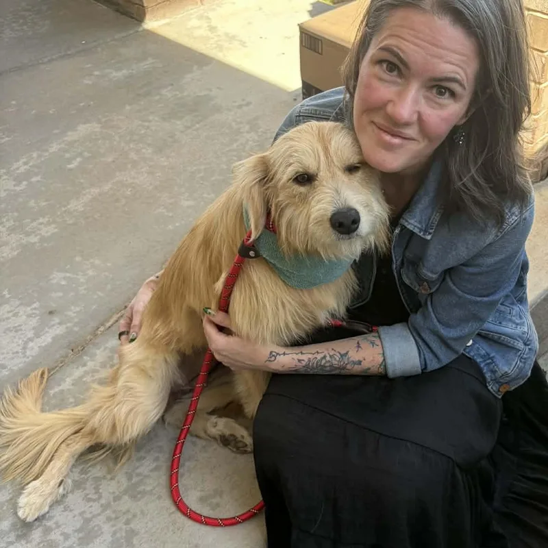 Dandelion thumbnail 2