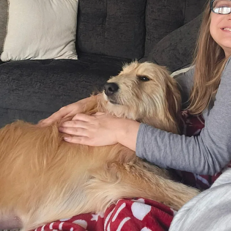 Dandelion thumbnail 3