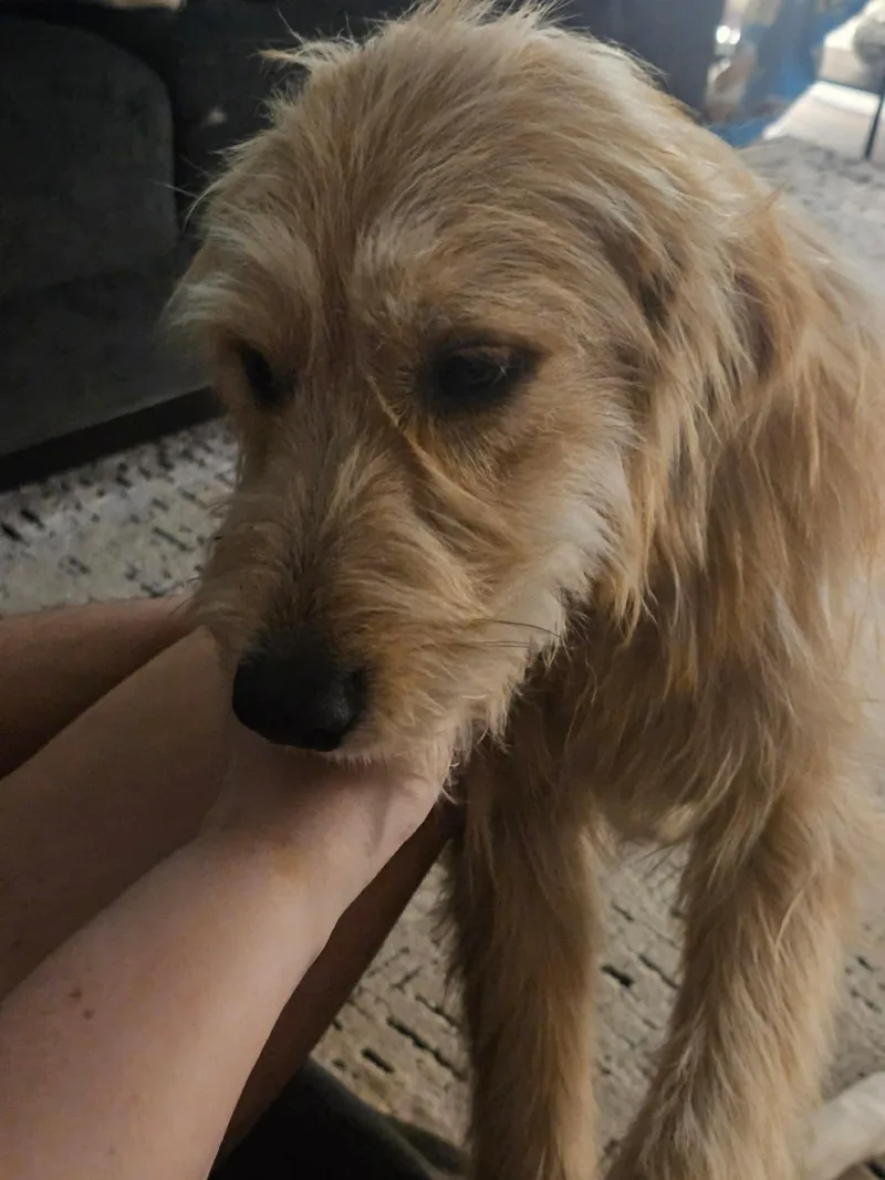 Dandelion thumbnail 4