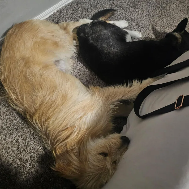 Dandelion thumbnail 5