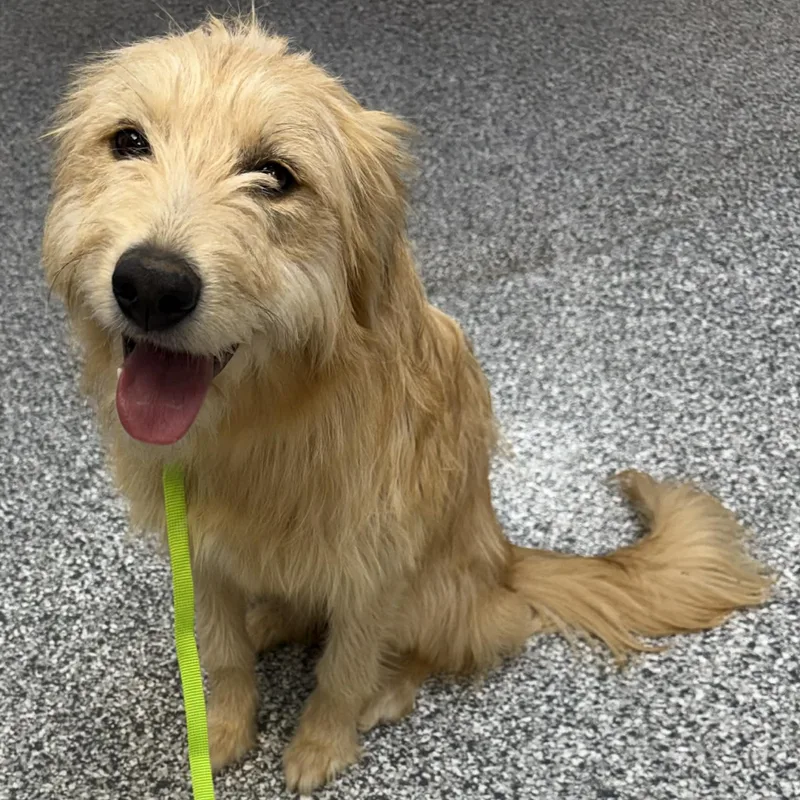 A young medium-sized female Wheaten Terrier dog named Dandelion for adoption in Oklahoma City, OK