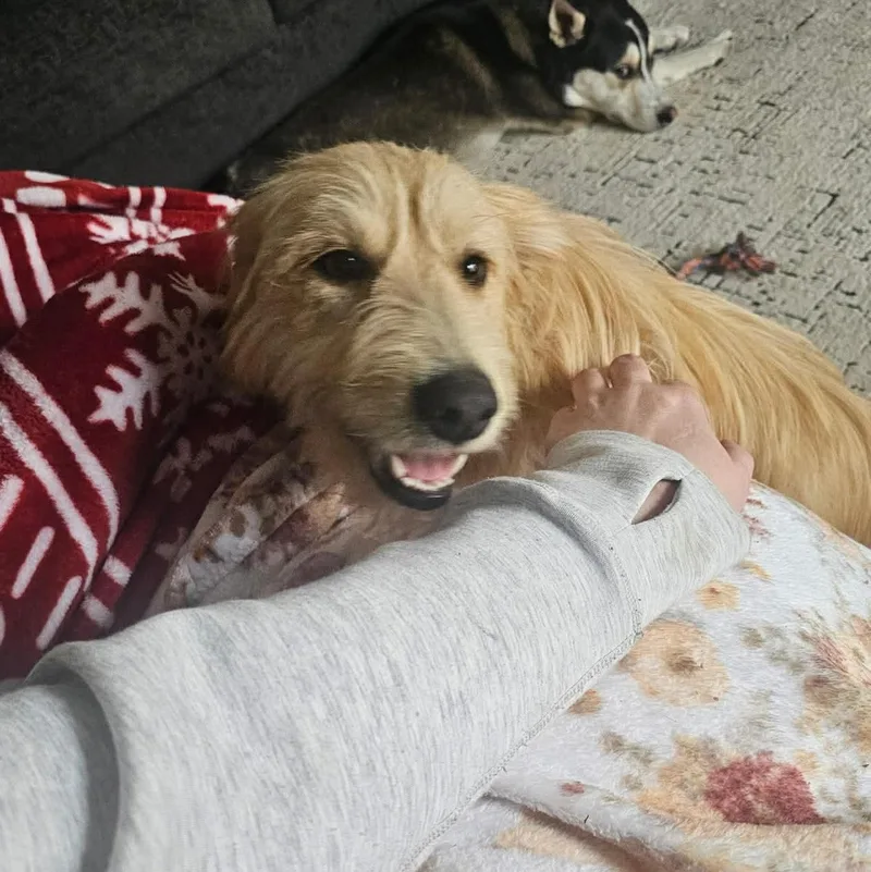 Dandelion thumbnail 6