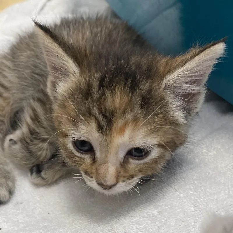 A baby small-sized female Domestic Medium Hair cat named Opuntia for adoption in Rifle, CO