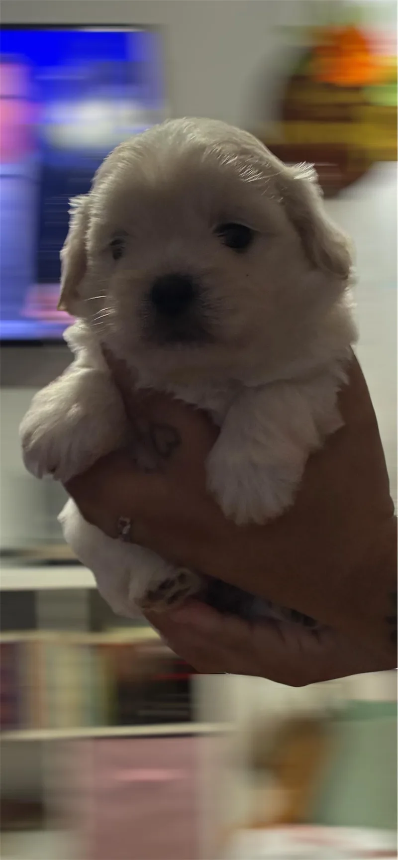 A baby small-sized male White / Cream Shih poo dog named Mars for adoption in Arlington, TX