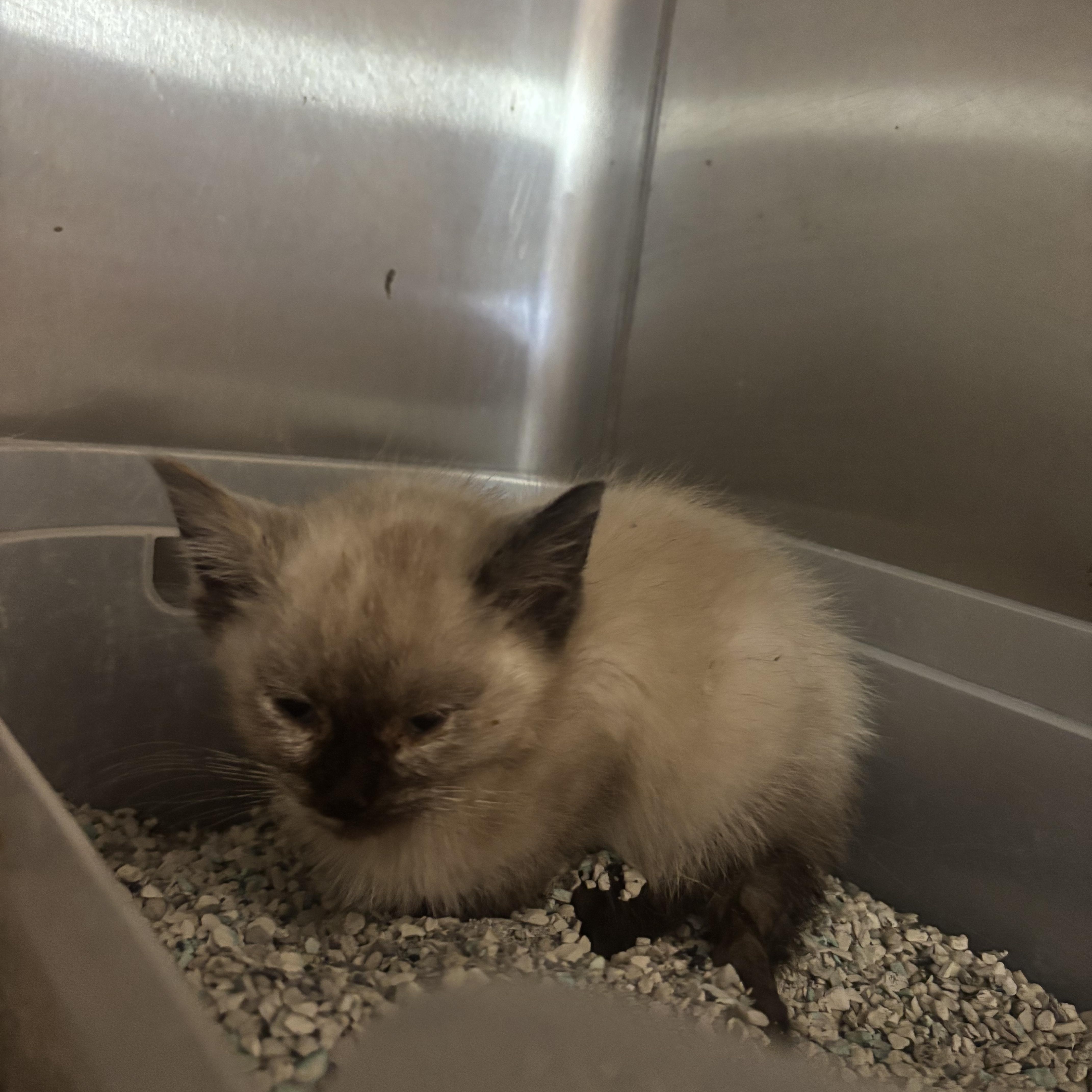 A baby medium-sized female Chocolate Point Domestic Short Hair cat named Avalanche for adoption in Washington, UT