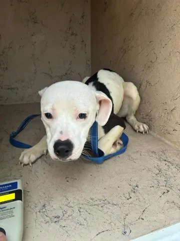 A young small-sized female Mixed Breed dog named Copy for adoption in West Palm Beach, FL