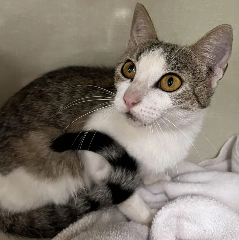A young medium-sized female Tabby (Gray / Blue / Silver) Tabby cat named Winona for adoption in Lyle, WA