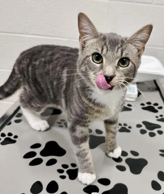 A young medium-sized male Domestic Short Hair cat named Po for adoption in Derwood, MD
