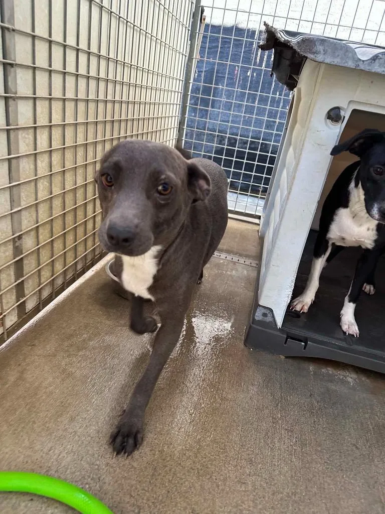 A baby large-sized female Pit Bull Terrier dog named Sandi for adoption in Newman, CA