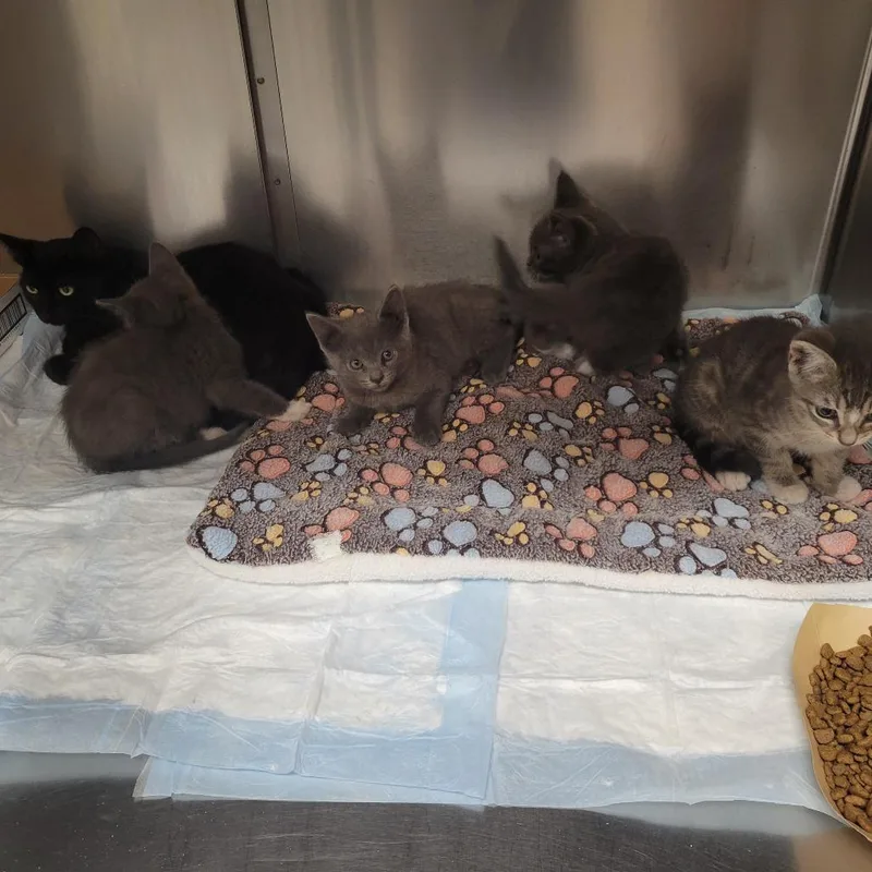 An adult medium-sized female Black Domestic Short Hair cat named Muffuletta for adoption in Westminster, CA