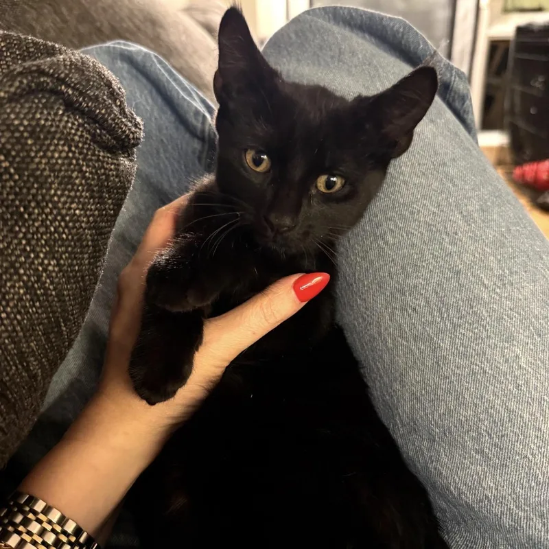 A baby medium-sized male Black American Shorthair cat named Bay Crane Dwayne The for adoption in brooklyn, NY