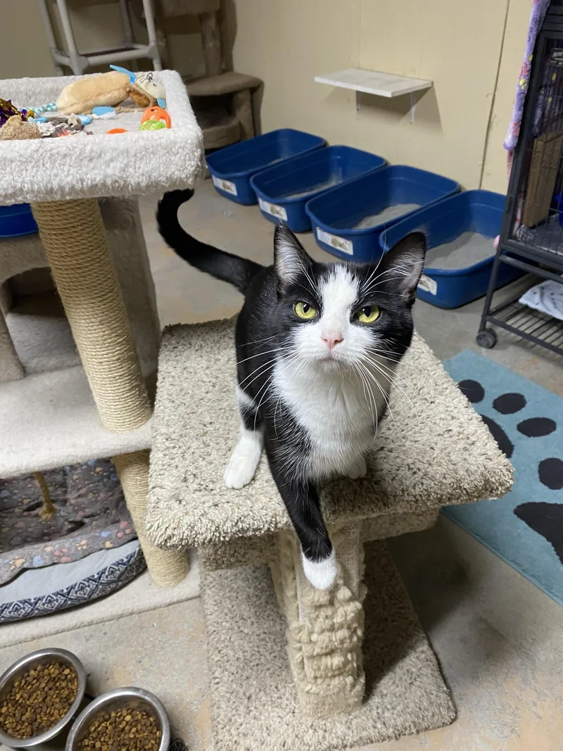 A young small-sized female Black & White / Tuxedo Domestic Short Hair cat named Lucy for adoption in New Richmond, WI