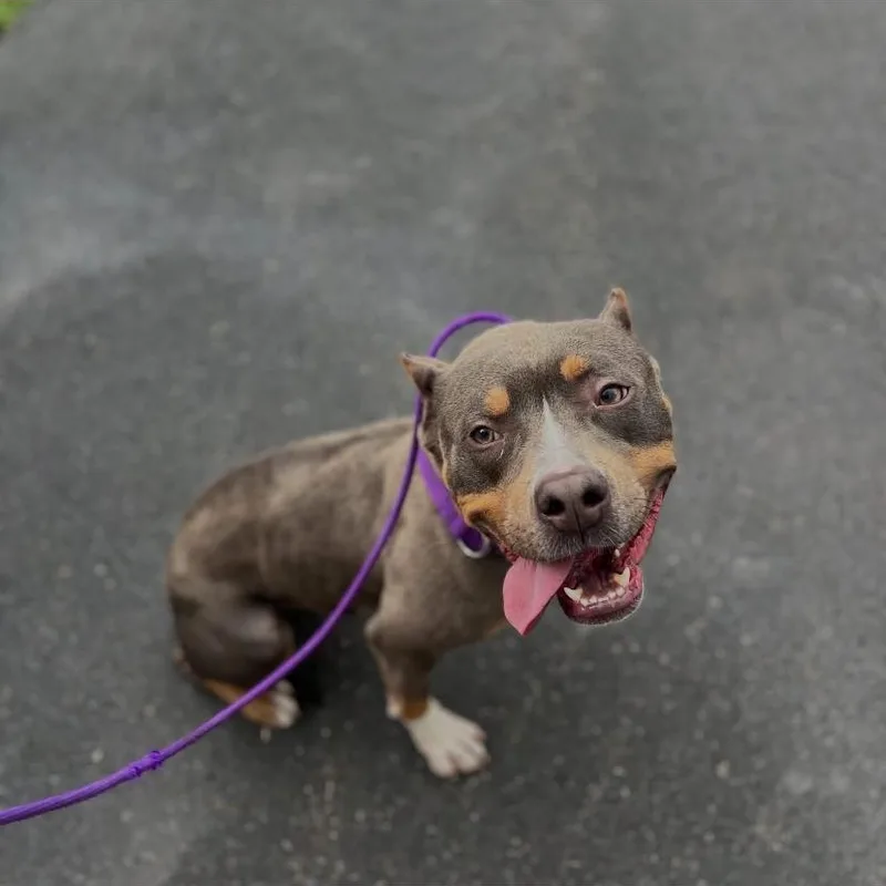 A young medium-sized male Pit Bull Terrier dog named Krew for adoption in Philadelphia, PA