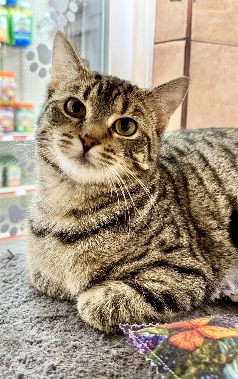 A young medium-sized female Tabby (Brown / Chocolate) Domestic Short Hair cat named Maxine for adoption in Seven Valleys, PA
