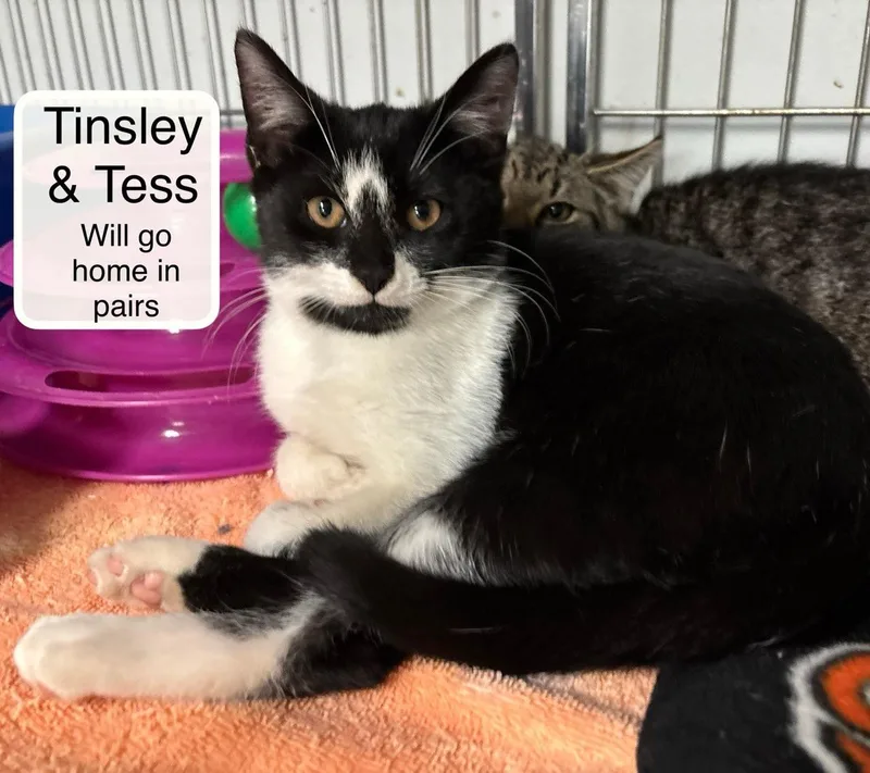A baby small-sized female Black Domestic Short Hair cat named Tingsley Talia and for adoption in Ellicott City, MD