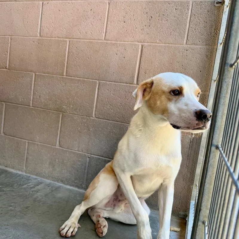 An adult medium-sized male Brown / Chocolate Catahoula Leopard Dog dog named Maple for adoption in Yuma, AZ