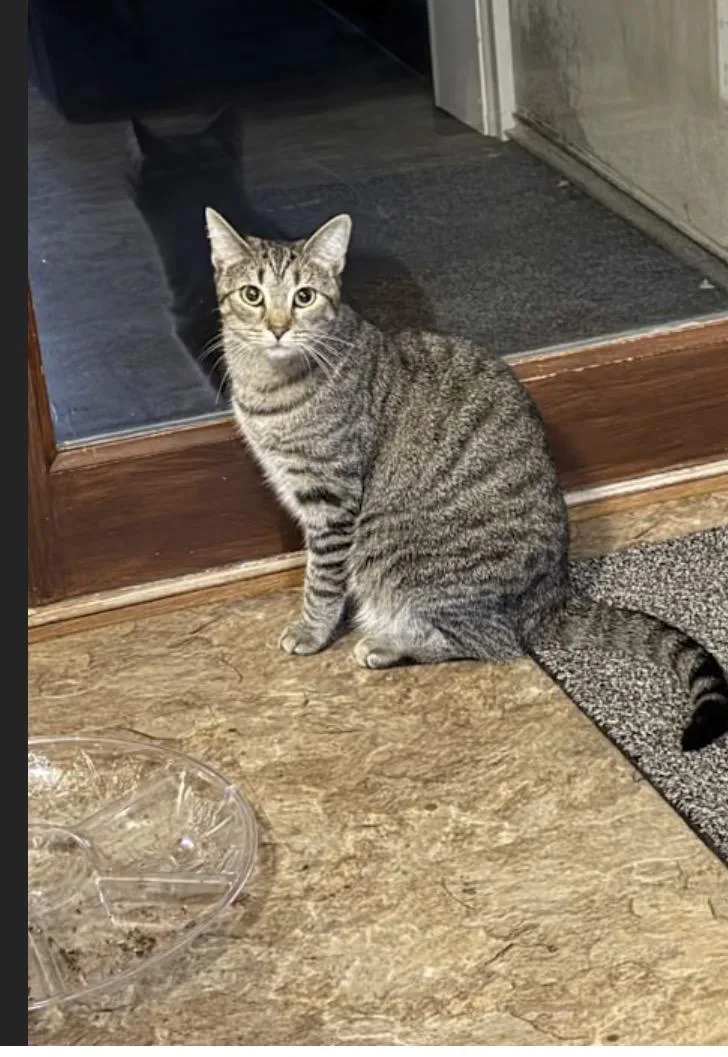 A young medium-sized female Domestic Short Hair cat named Sissy for adoption in York, PA