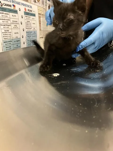 A baby small-sized male Domestic Short Hair cat named Mookie for adoption in Long Beach, CA
