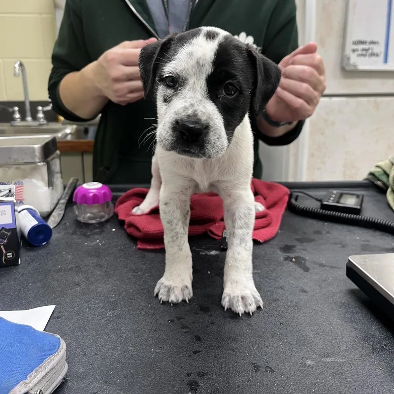 A baby small-sized female White / Cream Mixed Breed dog named StrayCalhounDrive for adoption in Columbus, GA
