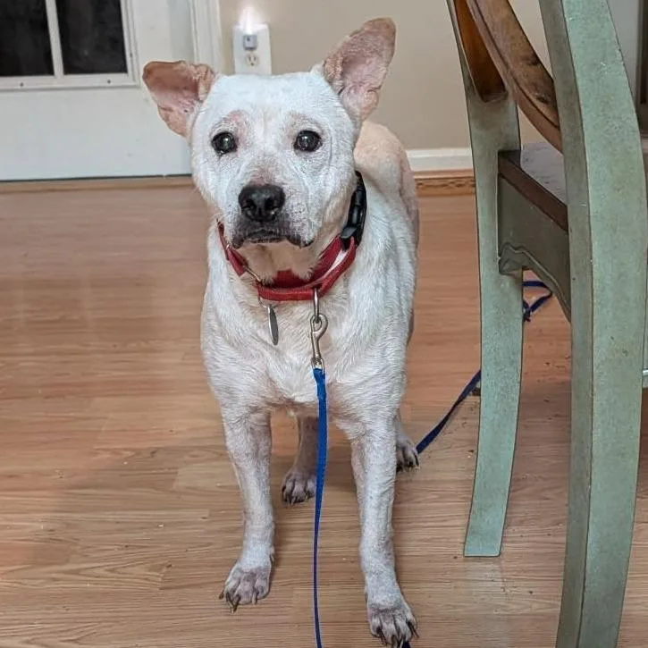 An adult medium-sized male White / Cream Mixed Breed dog named Alazar for adoption in Fredericksburg, VA
