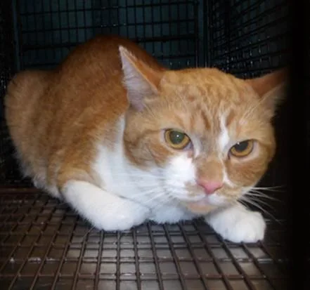 A young large-sized female Domestic Short Hair cat named Avion for adoption in Los Angeles, CA
