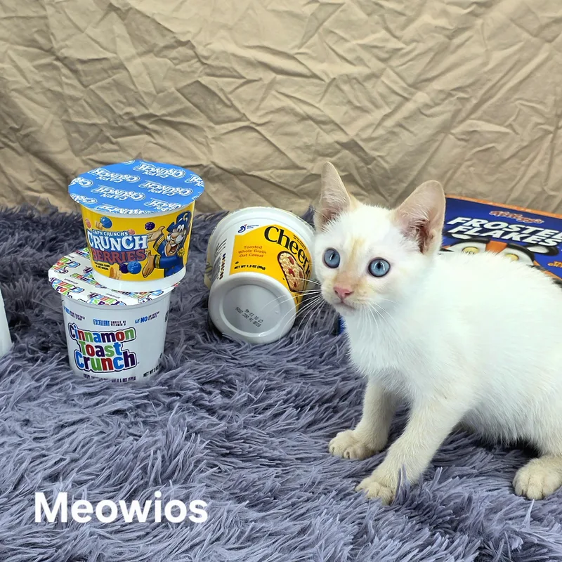 A baby small-sized male Flame Point Domestic Short Hair cat named Meowio's for adoption in Knoxville, TN