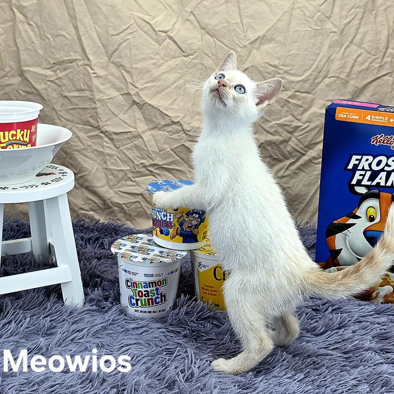 Meowio's thumbnail 2