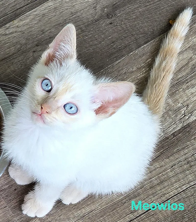 Meowio's thumbnail 3