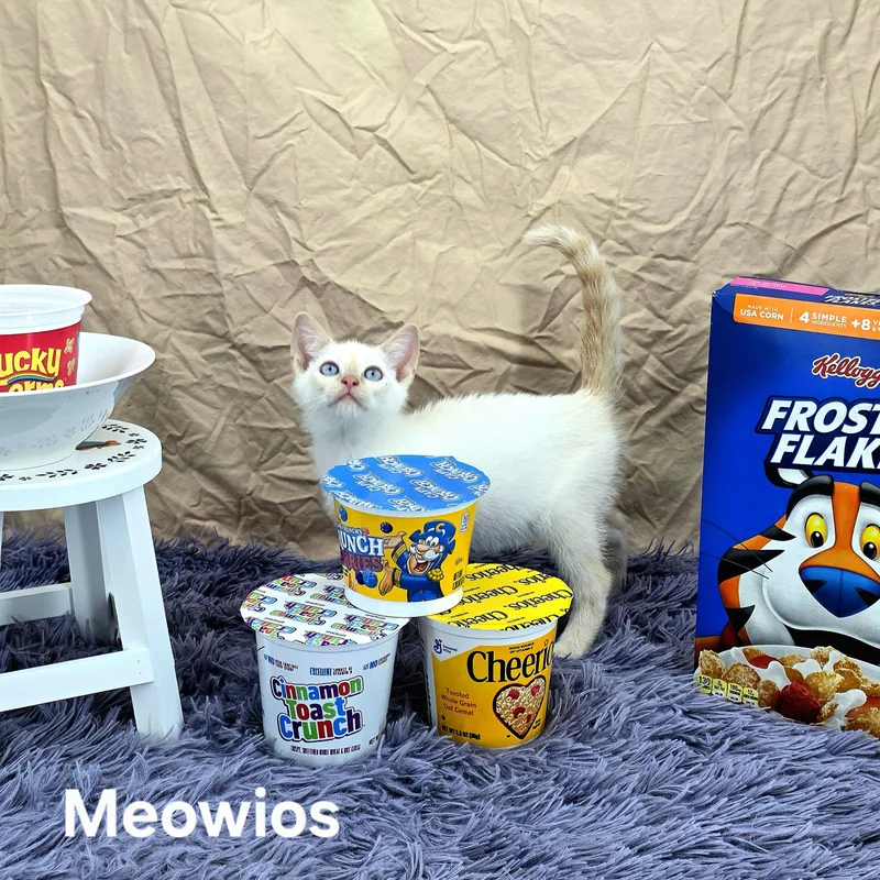 Meowio's thumbnail 4