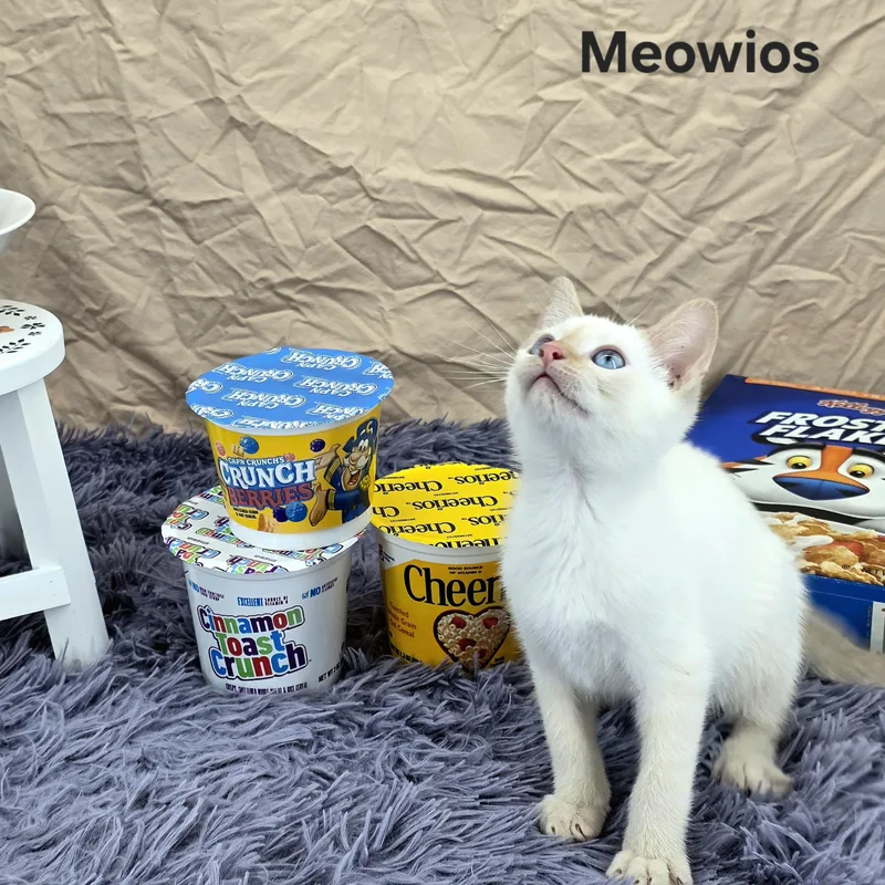 Meowio's thumbnail 5
