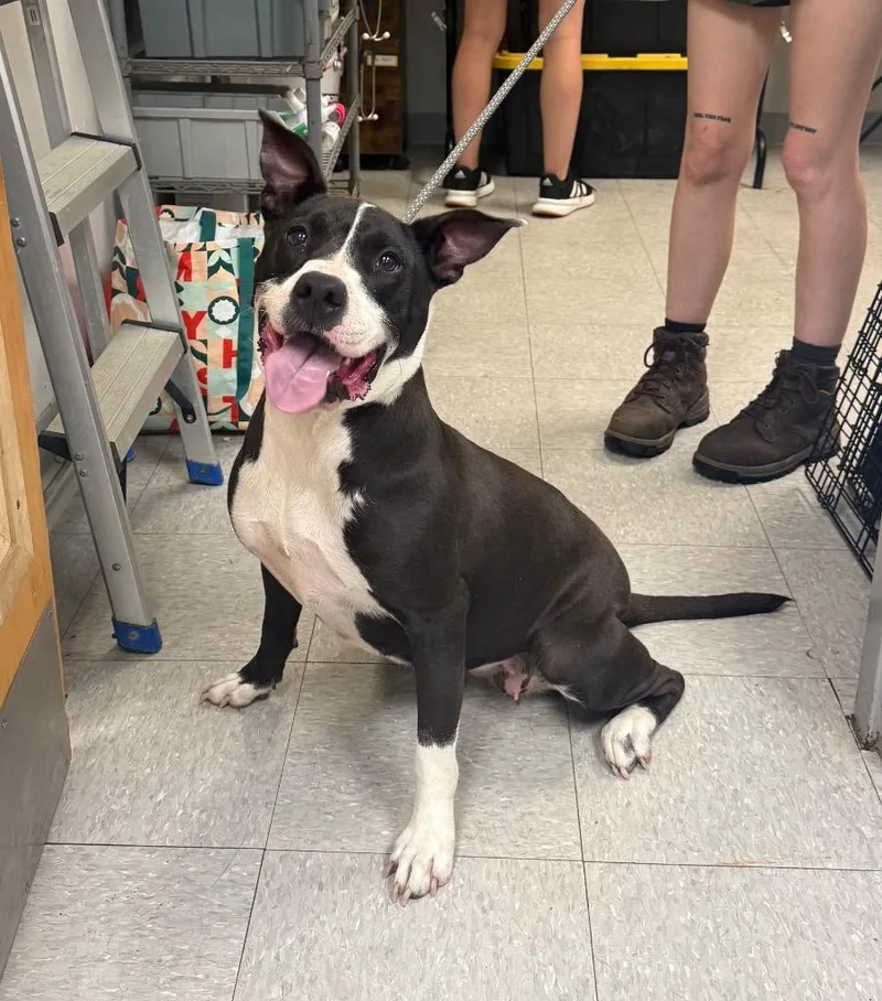 An adult medium-sized female Staffordshire Bull Terrier dog named Izzie for adoption in Sorrento, LA
