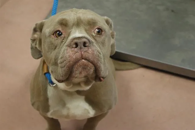 An adult large-sized male Mixed Breed dog named Durango for adoption in Columbia, SC