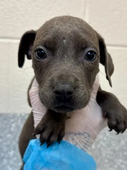 A baby large-sized female Gray / Blue / Silver Mixed Breed dog named Enoki for adoption in Wichita, KS
