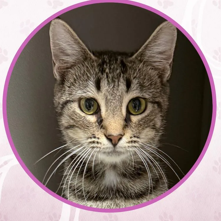 A young medium-sized female Tabby (Brown / Chocolate) Domestic Short Hair cat named Chewy Yogurt for adoption in Toms River, NJ
