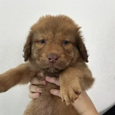 A baby medium-sized male Golden Retriever dog named Ihop for adoption in San Juan, PR