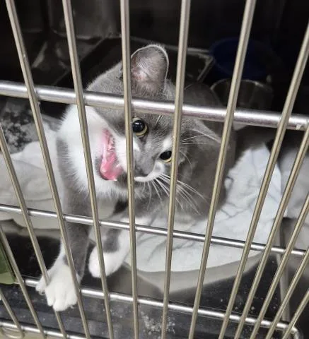A young small-sized male Domestic Short Hair cat named Bill for adoption in Decatur, IL