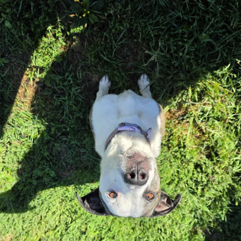 Piper