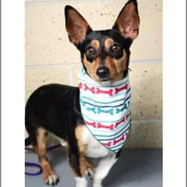 A young small-sized male Black Chihuahua dog named Charlie for adoption in Wilmington, DE