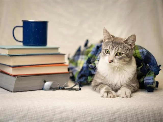 An adult medium-sized female Domestic Short Hair cat named Abbey for adoption in Ames, IA